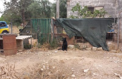 sequestro-canile-nardo-2