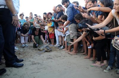 Una tartaruga e tre gheppi tornano in libertà nella Marina di Torre Pali - Corriere Salentino