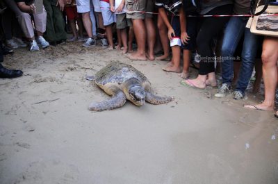 Una tartaruga e tre gheppi tornano in libertà nella Marina di Torre Pali - Corriere Salentino