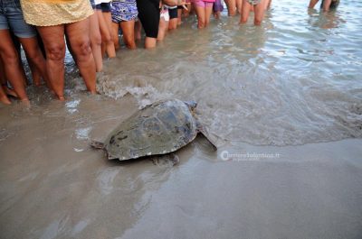 Una tartaruga e tre gheppi tornano in libertà nella Marina di Torre Pali - Corriere Salentino