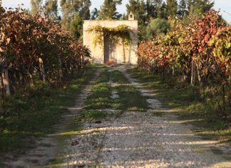 Moros, il Salice Salentino che conquista gli Usa