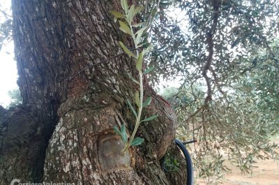 Xylella, Coldiretti: innesti di 250 varietà su mille ulivi, testiamo la tolleranza al batterio - Corriere Salentino