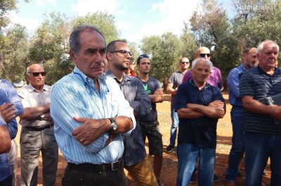 Xylella, Coldiretti: innesti di 250 varietà su mille ulivi, testiamo la tolleranza al batterio - Corriere Salentino