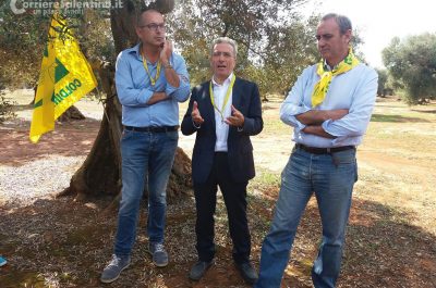 Xylella, Coldiretti: innesti di 250 varietà su mille ulivi, testiamo la tolleranza al batterio - Corriere Salentino
