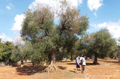 Xylella, Coldiretti: innesti di 250 varietà su mille ulivi, testiamo la tolleranza al batterio - Corriere Salentino