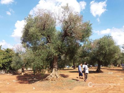 Salento, da Cerano alla Tap passando per la xylella - Corriere Salentino