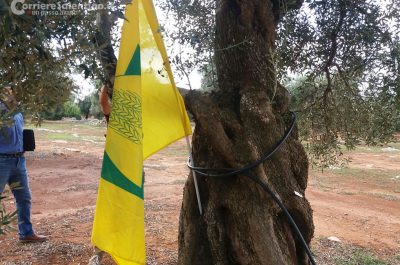 Xylella, Coldiretti: innesti di 250 varietà su mille ulivi, testiamo la tolleranza al batterio - Corriere Salentino