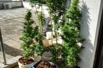 Piantine di "marija" sul terrazzo, mezzo chilo di droga in casa: arrestato 52enne - Corriere Salentino