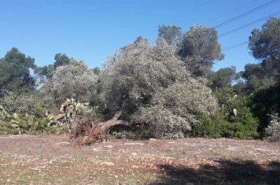 Maltempo, 80 ulivi sradicati a Boncore. Sodero: "Chiederemo lo stato di calamità" - Corriere Salentino