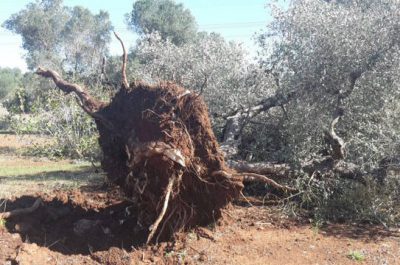 Maltempo, 80 ulivi sradicati a Boncore. Sodero: "Chiederemo lo stato di calamità" - Corriere Salentino
