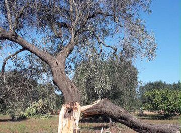 Maltempo, 80 ulivi sradicati a Boncore. Sodero: "Chiederemo lo stato di calamità" - Corriere Salentino