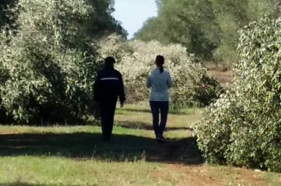 Maltempo, 80 ulivi sradicati a Boncore. Sodero: "Chiederemo lo stato di calamità" - Corriere Salentino