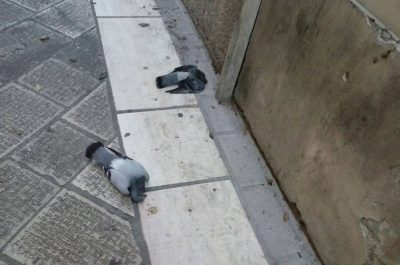 Allarme veleno in centro, rinvenute 20 carcasse di volatili ai piedi di Santa Croce - Corriere Salentino