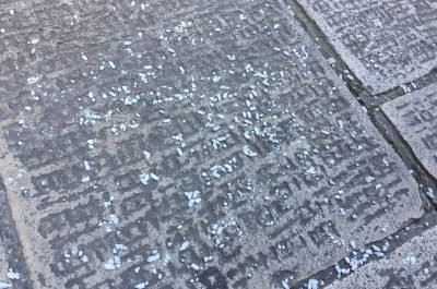 Allarme veleno in centro, rinvenute 20 carcasse di volatili ai piedi di Santa Croce - Corriere Salentino