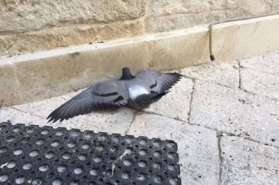 Allarme veleno in centro, rinvenute 20 carcasse di volatili ai piedi di Santa Croce - Corriere Salentino
