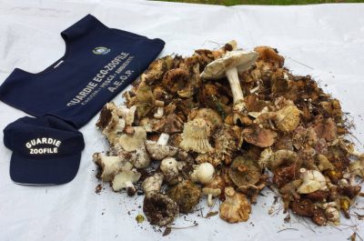 Porto Selvaggio: raccoglievano funghi all'interno dell'area protetta, fioccano multe - Corriere Salentino