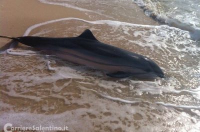 Triste scoperta in riva al mare, cucciolo di delfino muore spiaggiato a Torre Lapillo - Corriere Salentino