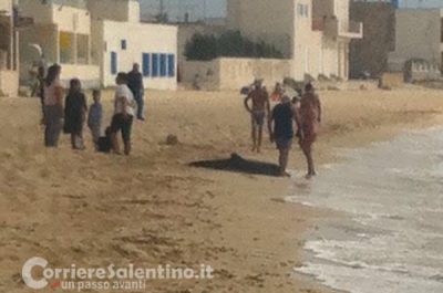 Triste scoperta in riva al mare, cucciolo di delfino muore spiaggiato a Torre Lapillo - Corriere Salentino