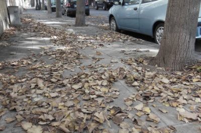 Lecce: quartiere San Lazzaro invaso dalle foglie. Protestano i residenti - Corriere Salentino