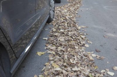 Lecce: quartiere San Lazzaro invaso dalle foglie. Protestano i residenti - Corriere Salentino