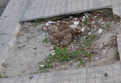 Lecce: la sporcizia e il degrado a due passi dall'Università. D'Agata: "Bisogna invertire la rotta" - Corriere Salentino