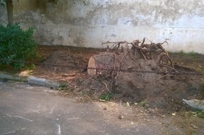 Asl, pino caduto per il forte vento: rimosso e viale ripulito. In corso verifiche sulla staticità degli alberi - Corriere Salentino