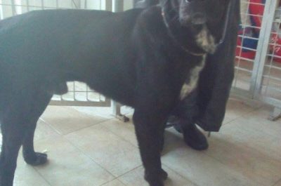 I cani salvati hanno bisogno di una famiglia, appello sul web del gestore del canile comunale - Corriere Salentino