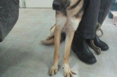 I cani salvati hanno bisogno di una famiglia, appello sul web del gestore del canile comunale - Corriere Salentino