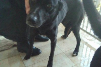 I cani salvati hanno bisogno di una famiglia, appello sul web del gestore del canile comunale - Corriere Salentino