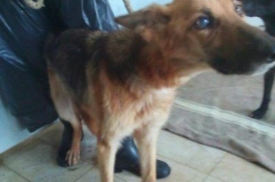 I cani salvati hanno bisogno di una famiglia, appello sul web del gestore del canile comunale - Corriere Salentino