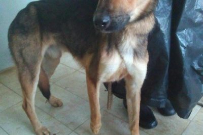 I cani salvati hanno bisogno di una famiglia, appello sul web del gestore del canile comunale - Corriere Salentino