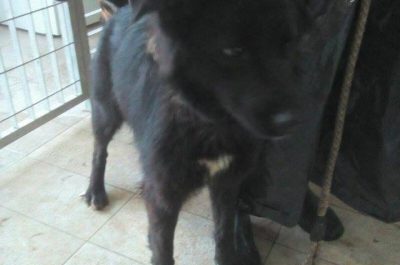 I cani salvati hanno bisogno di una famiglia, appello sul web del gestore del canile comunale - Corriere Salentino