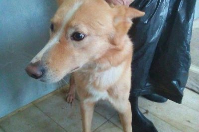 I cani salvati hanno bisogno di una famiglia, appello sul web del gestore del canile comunale - Corriere Salentino