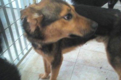 I cani salvati hanno bisogno di una famiglia, appello sul web del gestore del canile comunale - Corriere Salentino