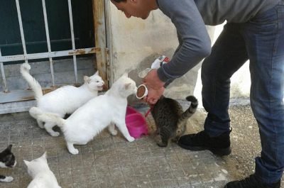 Una pedana di cibo in dono ai gatti del luogodegenze comunale - Corriere Salentino