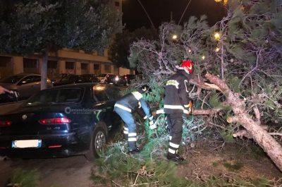 Tragedia sfiorata a Lecce: un albero sfiora un'auto, danni e disagi in tutta la provincia - Corriere Salentino