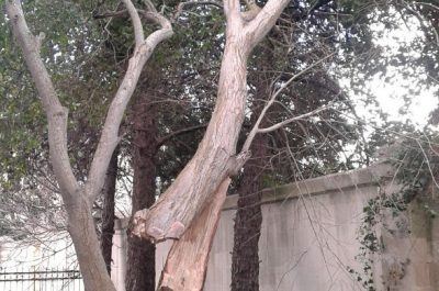 Raffica di vento spezza un albero: chiusa l'entrata principale dell'ex Vito Fazzi - Corriere Salentino