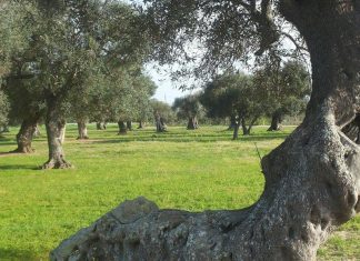 Giornata mondiale degli ulivi, Coldiretti Puglia: “Un patrimonio di 250 milioni di piante da salvare”