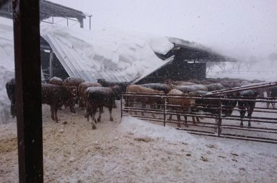 Gelo in Puglia, Casili: "Agricoltori allo stremo. Emiliano datti da fare" - Corriere Salentino