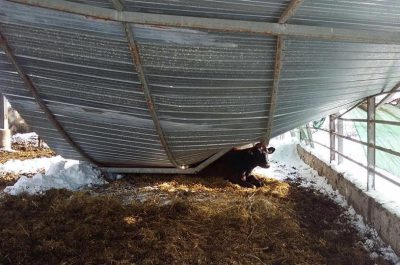 Gelo in Puglia, Casili: "Agricoltori allo stremo. Emiliano datti da fare" - Corriere Salentino