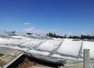 Maltempo: Coldiretti Puglia richiede al Ministero Agricoltura il pagamento del saldo aiuti comunitari Pac