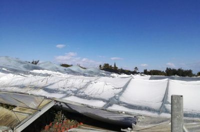 Gelo in Puglia, Casili: "Agricoltori allo stremo. Emiliano datti da fare" - Corriere Salentino