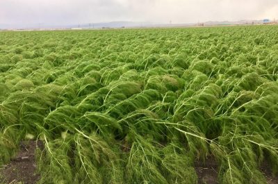 Emergenza neve nei campi: vigneti abbattuti e masserie isolate. CIA Puglia chiede lo stato di calamità - Corriere Salentino