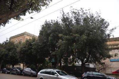 Lecce, ritardo nelle potature sulle vie cittadine. Lo Sportello dei Diritti: "Intervenga l’amministrazione" - Corriere Salentino