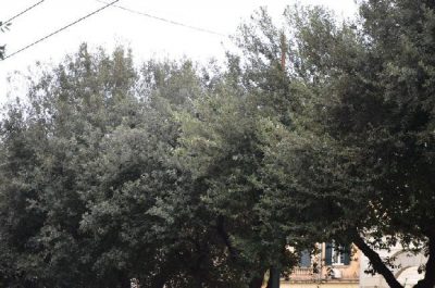 Lecce, ritardo nelle potature sulle vie cittadine. Lo Sportello dei Diritti: "Intervenga l’amministrazione" - Corriere Salentino