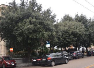 Lecce, ritardo nelle potature sulle vie cittadine. Lo Sportello dei Diritti: “Intervenga l’amministrazione”