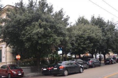 Lecce, ritardo nelle potature sulle vie cittadine. Lo Sportello dei Diritti: "Intervenga l’amministrazione" - Corriere Salentino