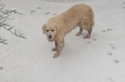 Il Salento nella morsa del gelo, ecco le immagini - Corriere Salentino