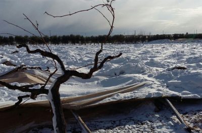 Emergenza neve nei campi: vigneti abbattuti e masserie isolate. CIA Puglia chiede lo stato di calamità - Corriere Salentino
