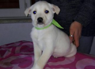Cuccioli abbandonati in una scatola davanti alle porte del canile